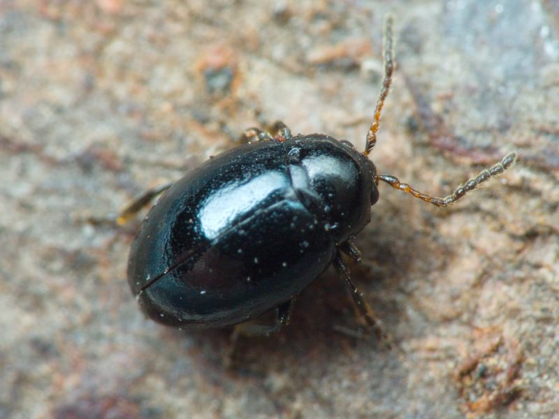 Hermaeophaga mercurialis (Fabricius, 1792)